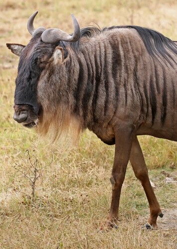 Wildebeest