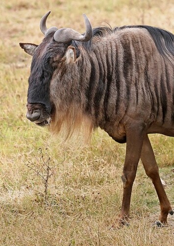 Wildebeest
