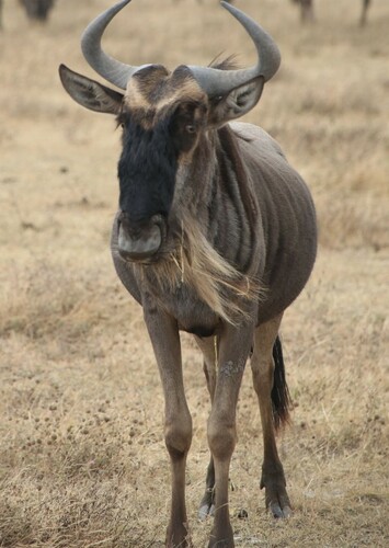 Wildebeest