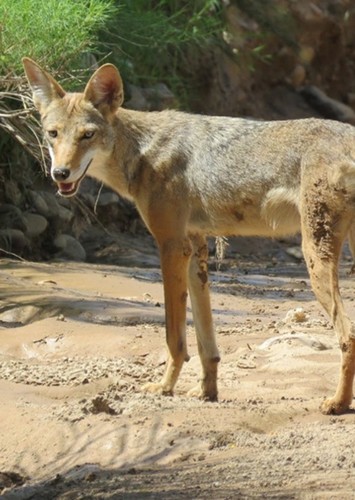 Wile E. Coyote