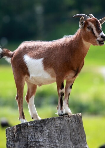 Will The Goat