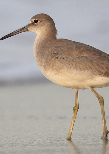 Willet