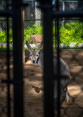 Wisconsin Rapids Municipal Zoo