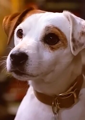 Wishbone the Dog