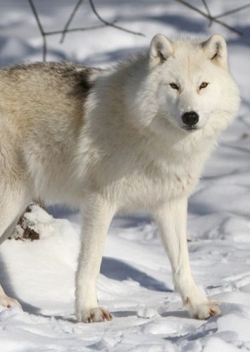 Wolf