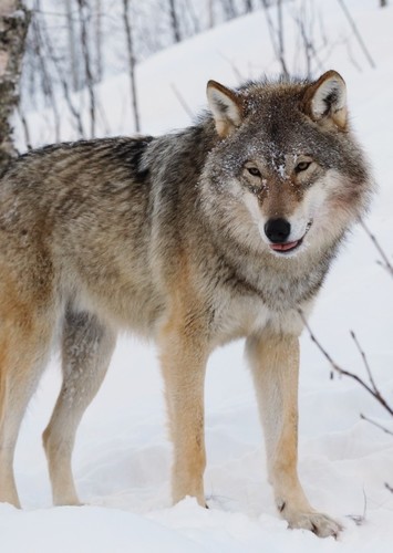 Wolf