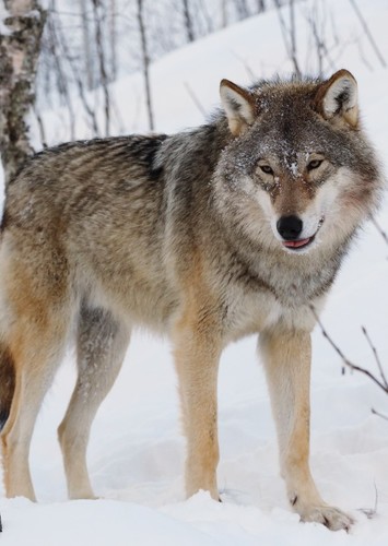 Wolf