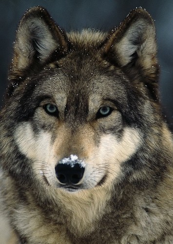 Wolf