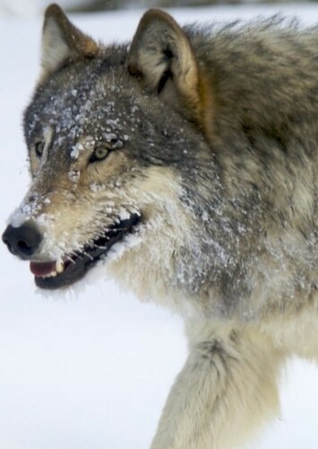 Wolf