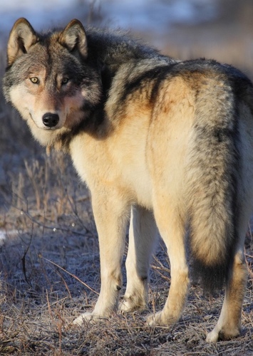 Wolf