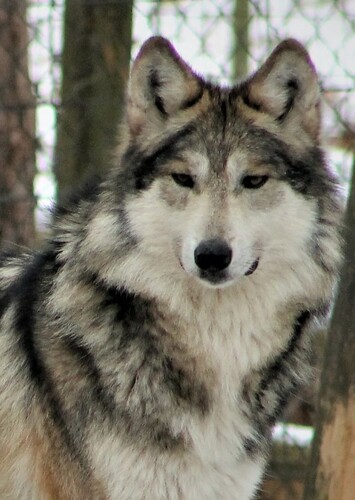 Wolf