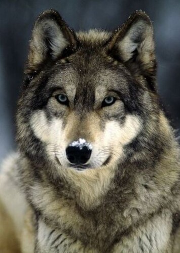 Wolf