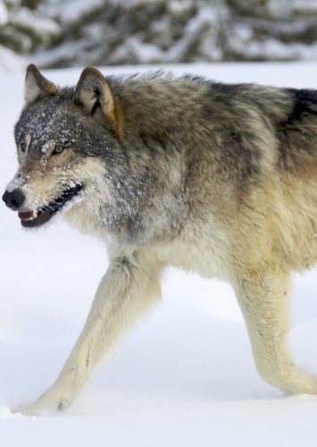 Wolf