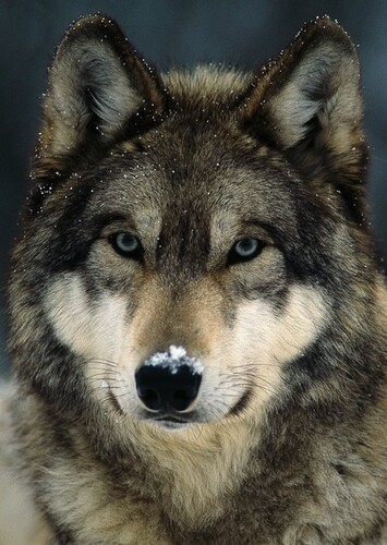 Wolf