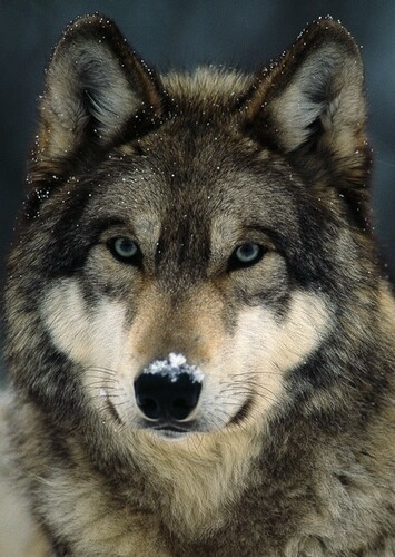Wolf