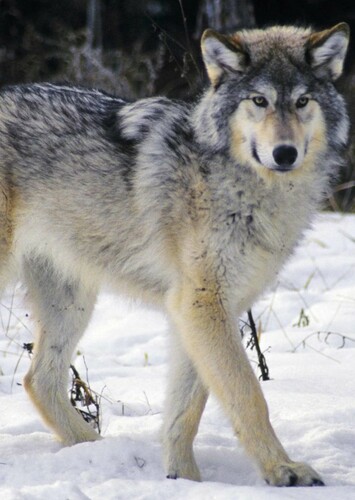 Wolf