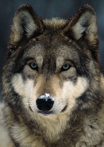 Wolf