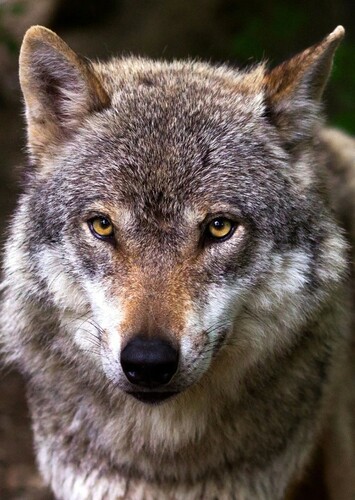 Wolf