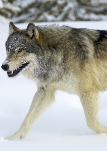 Wolf