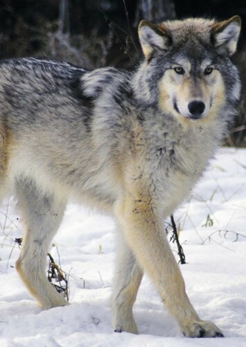 Wolf