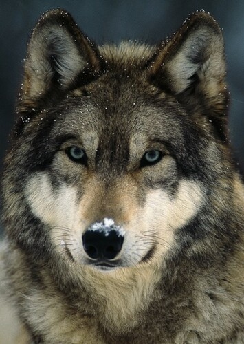 Wolf