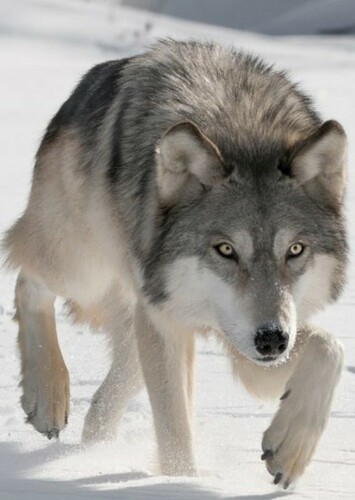 Wolf