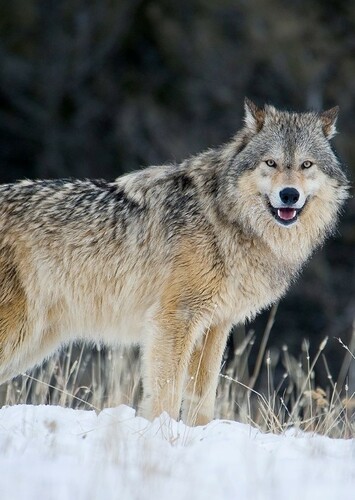 Wolf