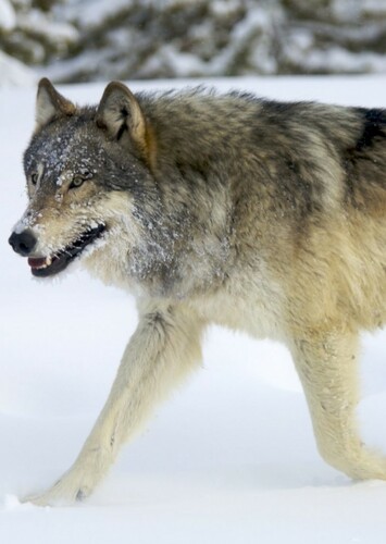 Wolf