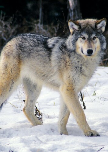 Wolf