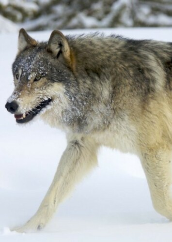 Wolf