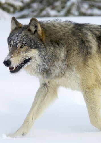 Wolf