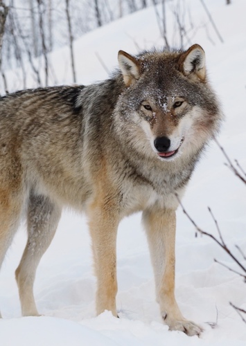Wolf (Male)