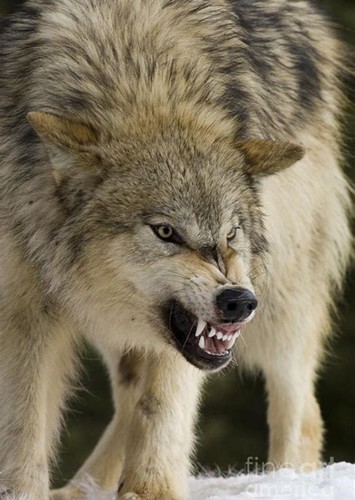 Wolfgang