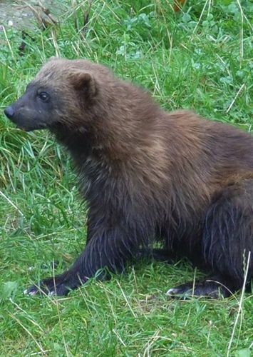 Wolverine