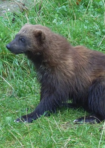 Wolverine