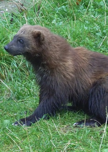 Wolverine