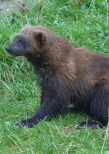 Wolverine
