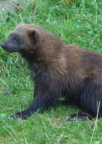 Wolverine