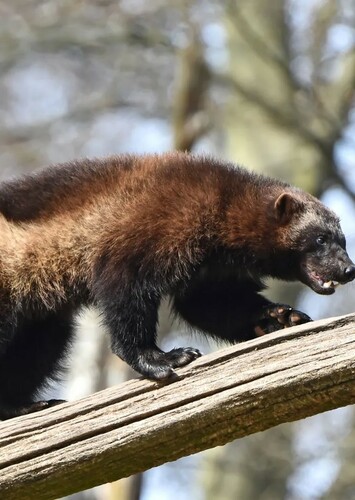 Wolverine