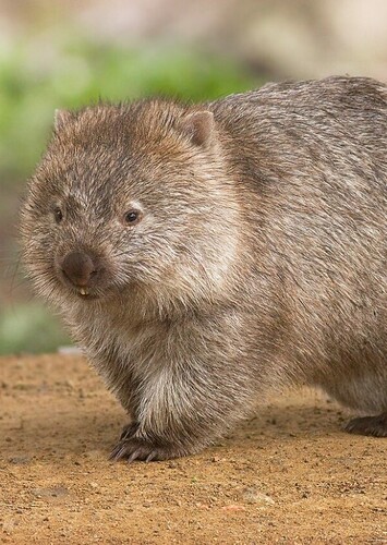 Wombat