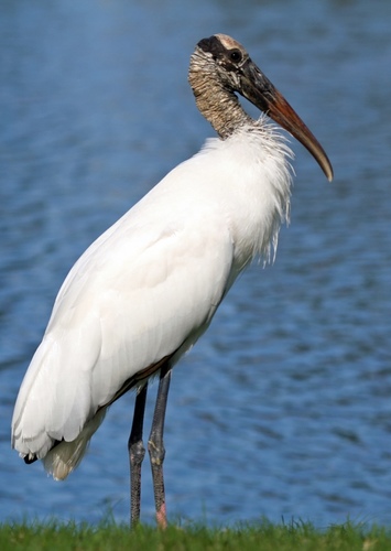Wood Stork