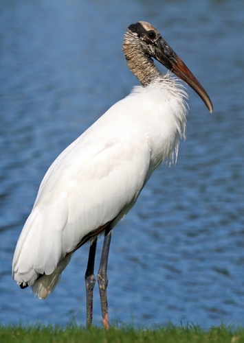Wood Stork