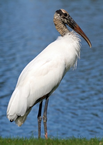 Wood Stork