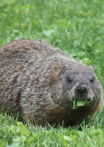 Woodchuck
