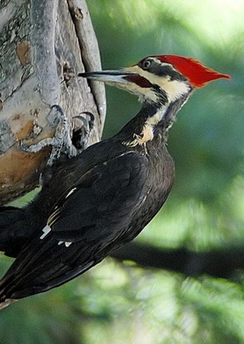 Woodpecker