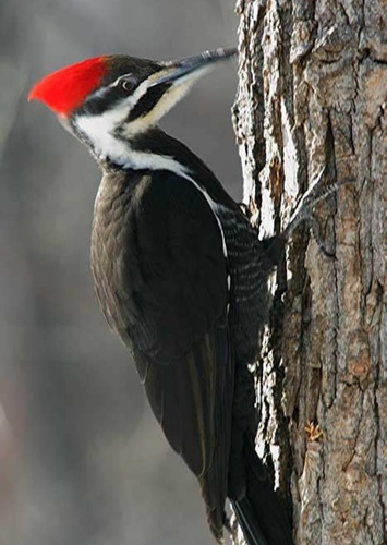 Woodpecker
