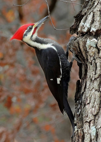 Woodpecker