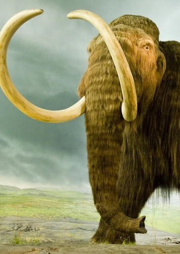 Woolly Mammoth