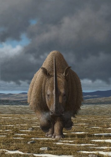 Woolly Rhinoceros