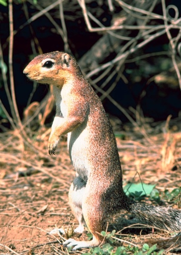 X is for the xerus with a tail of tuffy fur